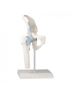 Erler Zimmer, modèle...