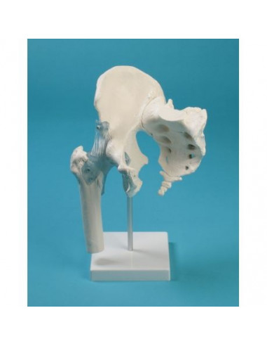 Erler Zimmer, modèle anatomique fonctionnel d’articulation de la hanche, avec ligaments, os sacré et coccyx, sur socle 4554