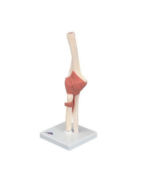 3B Scientific, modèle fonctionnel de luxe de l’articulation du coude avec ligaments A83/1