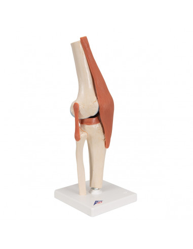 3B Scientific, modèle fonctionnel de...