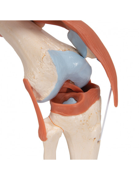 3B Scientific, modèle fonctionnel de luxe de l’articulation du genou A82/1