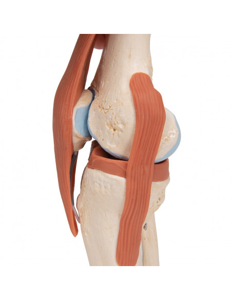 3B Scientific, modèle fonctionnel de luxe de l’articulation du genou A82/1