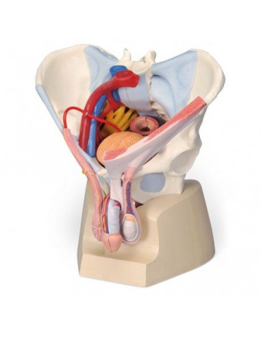 Bassin masculin 3B Scientific avec ligaments, vaisseaux, nerfs, plancher pelvien et organes, en 7 parties H21/3