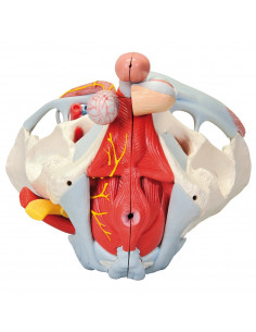 Bassin masculin 3B... 2