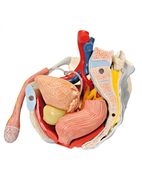 Bassin masculin 3B Scientific avec ligaments, vaisseaux, nerfs, plancher pelvien et organes, en 7 parties H21/3