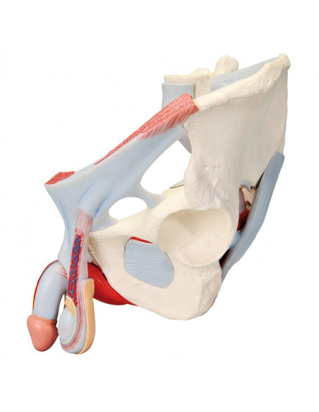 Bassin masculin 3B Scientific avec ligaments, vaisseaux, nerfs, plancher pelvien et organes, en 7 parties H21/3