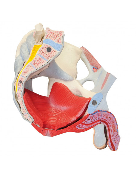 Bassin masculin 3B Scientific avec ligaments, vaisseaux, nerfs, plancher pelvien et organes, en 7 parties H21/3