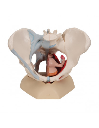 Bassin féminin 3B Scientific H20/3, avec ligaments, en section médiosagittale