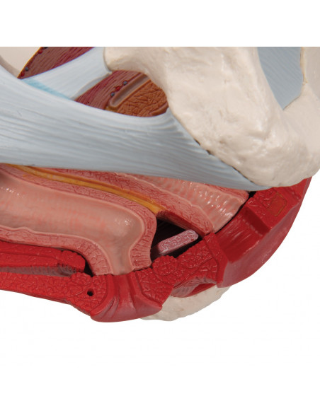 Bassin féminin 3B Scientific H20/3, avec ligaments, en section médiosagittale