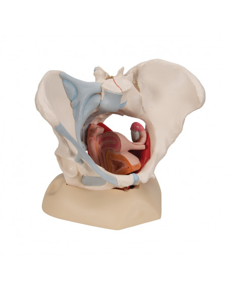Bassin féminin 3B Scientific H20/3, avec ligaments, en section médiosagittale