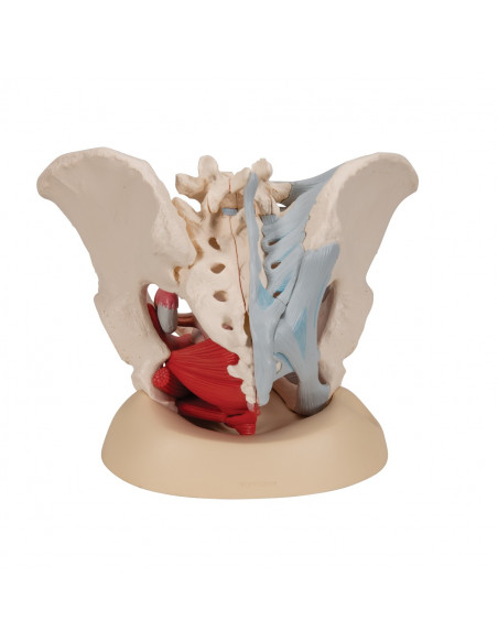 Bassin féminin 3B Scientific H20/3, avec ligaments, en section médiosagittale