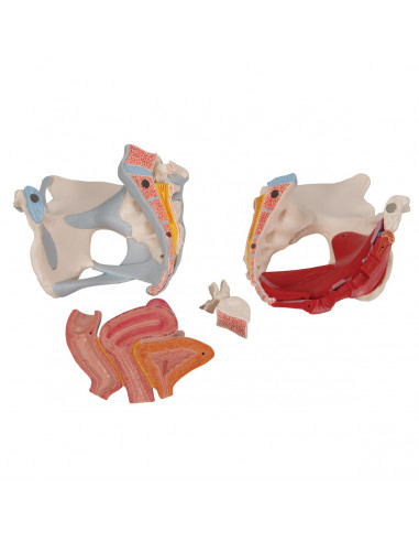 Bassin féminin 3B Scientific H20/3,...