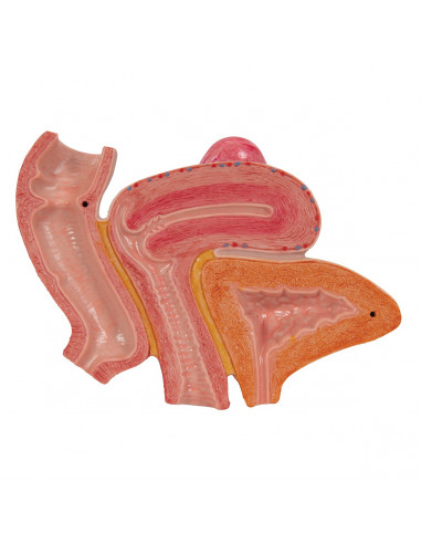 Bassin féminin 3B Scientific H20/3,...