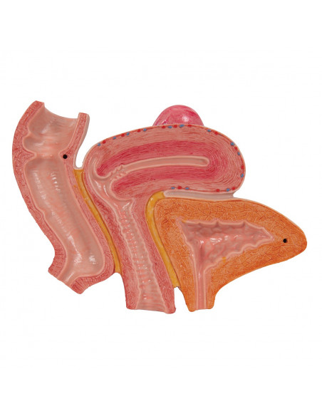 Bassin féminin 3B Scientific H20/3, avec ligaments, en section médiosagittale