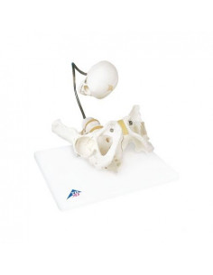 3B Scientific, Modèle...