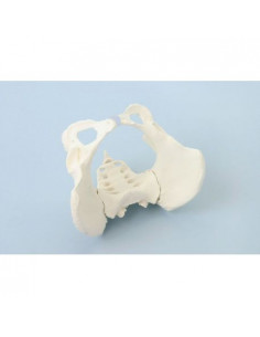 Erler Zimmer, modello...