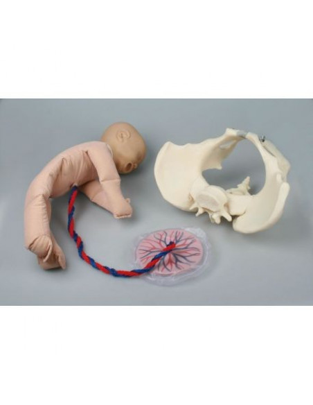 Erler Zimmer, bassin féminin avec mannequin de fœtus – 4071