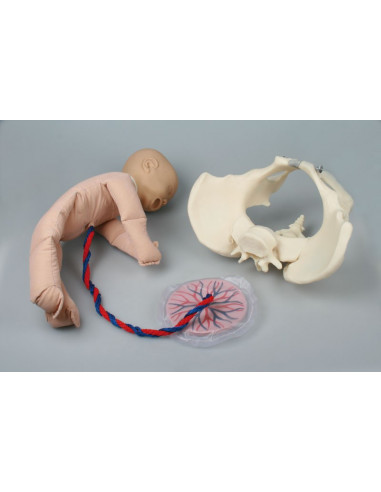 Erler Zimmer, bassin féminin avec...