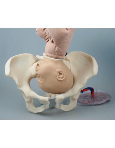 Erler Zimmer, bassin féminin avec...