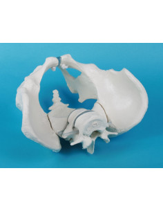 Squelette du bassin...