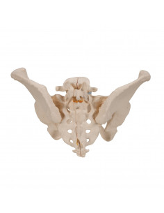 Bassin féminin 3B... 2