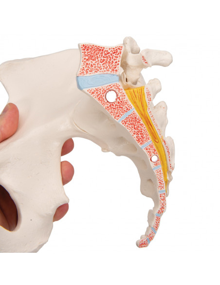 Bassin féminin 3B Scientific H20/1, démontable en 3 parties