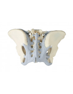 Erler Zimmer, modèle... 2