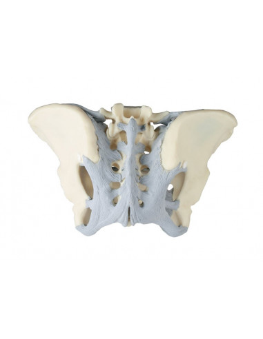 Erler Zimmer, modèle anatomique de...