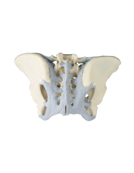 Erler Zimmer, modèle anatomique de squelette du bassin féminin avec ligaments 4070L