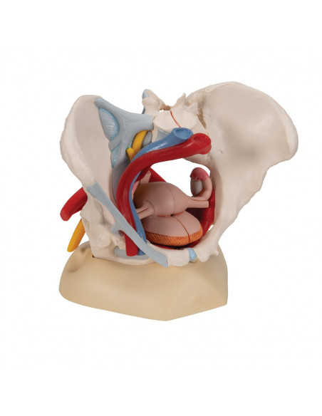 Bassin féminin 3B Scientific avec ligaments, vaisseaux, nerfs, plancher pelvien et organes, en 6 parties H20/4