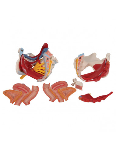 Bassin féminin 3B Scientific avec...