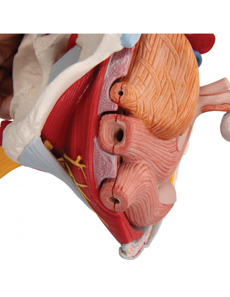 Bassin féminin 3B Scientific avec ligaments, vaisseaux, nerfs, plancher pelvien et organes, en 6 parties H20/4