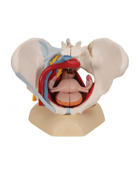Bassin féminin 3B Scientific avec ligaments, vaisseaux, nerfs, plancher pelvien et organes, en 6 parties H20/4