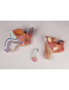 Organes génitaux masculins...