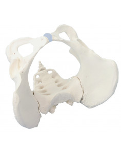 Erler Zimmer, modèle...