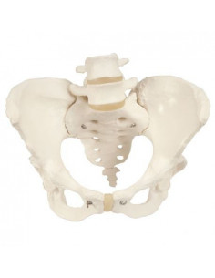 3B Scientific, modèle...