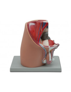 Modèle d’appareil génital...