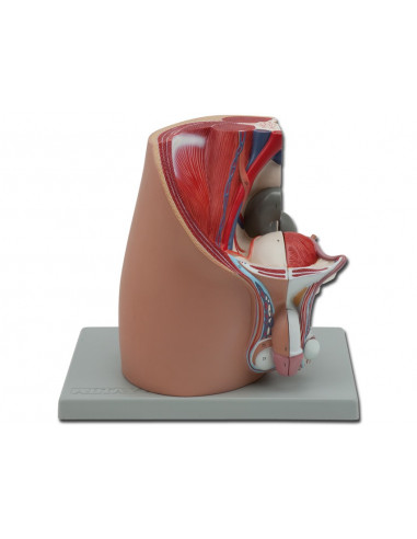 Modèle d’appareil génital masculin, décomposable en 4 parties. GM40105