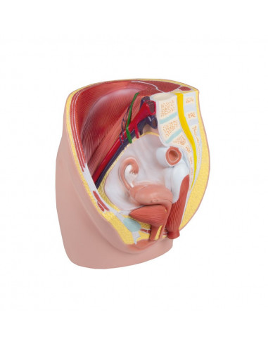 Erler Zimmer, modèle anatomique de...