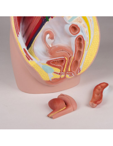 Erler Zimmer, modèle anatomique de...