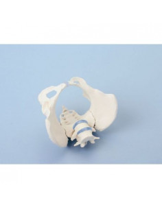 Erler Zimmer, modèle...