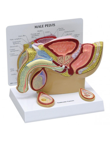 Modèle anatomique de bassin masculin avec testicules – 3B Scientific 1019565