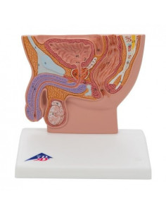 Modèle anatomique de bassin...
