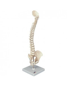Mini colonne vertébrale...