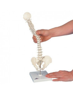 Mini colonne vertébrale 3B...
