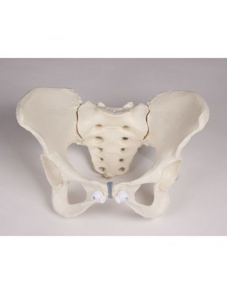 Erler Zimmer, colonne vertébrale lombaire, avec bassin et fémurs pour la démonstration des mauvaises positions, sur socle 4045G