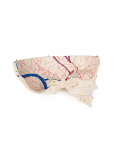 Crâne de luxe enfant pour...