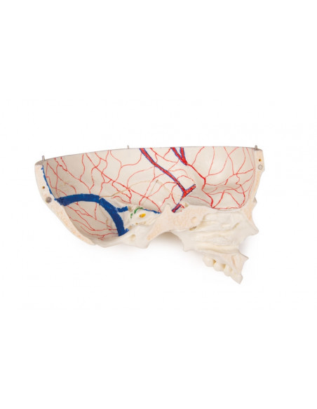 Crâne de luxe enfant pour études avancées, en 14 parties Erler Zimmer 4810