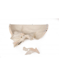 Crâne de luxe enfant pour... 2