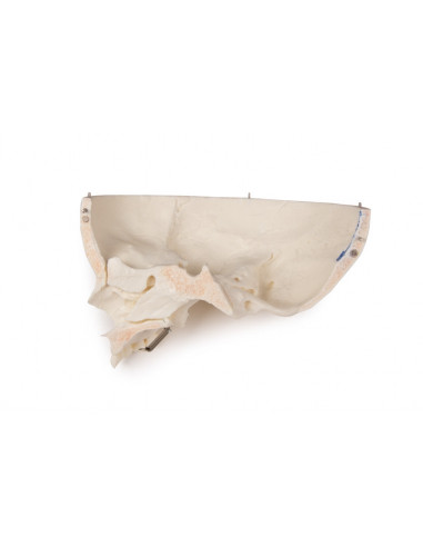 Crâne de luxe enfant pour études...